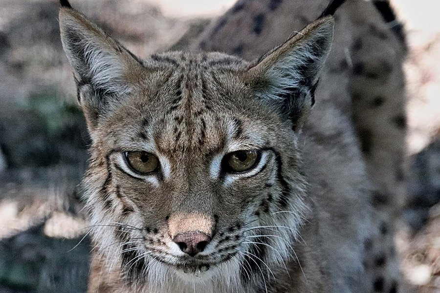 Belarus Animals - Eurasian Lynx