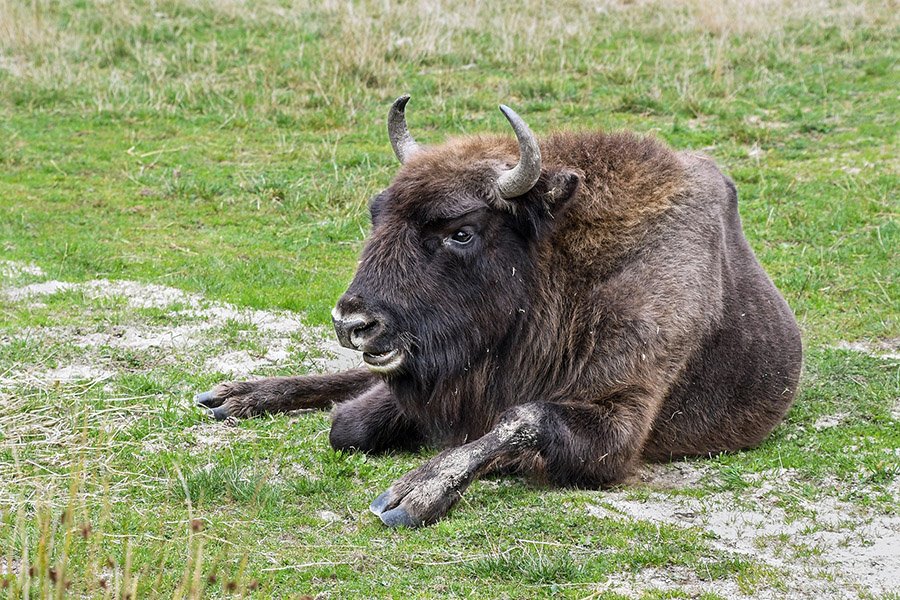 Belarus Animals - European Bison