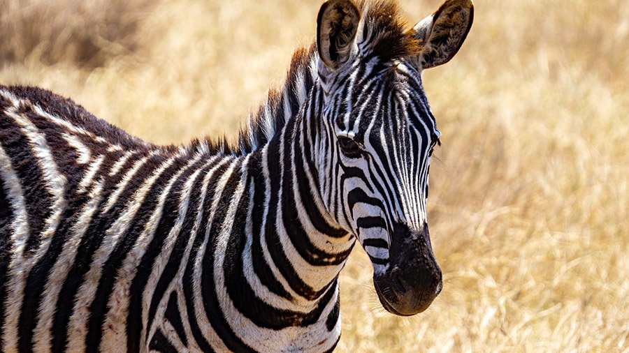 Friendly zebra