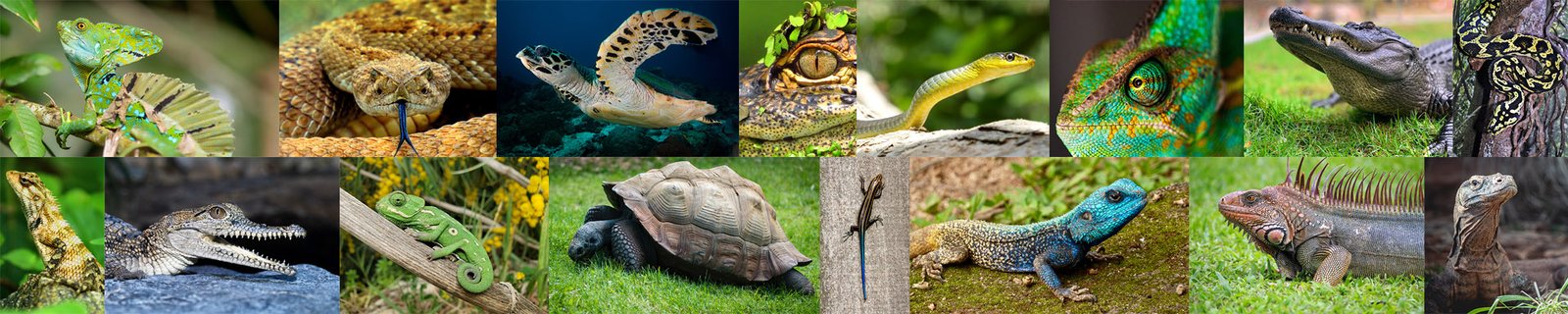Reptiles_Header