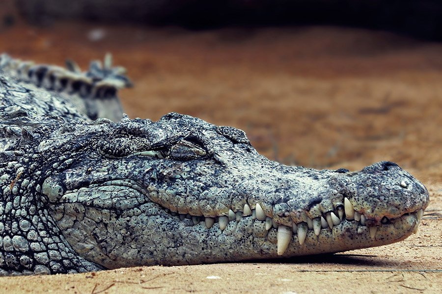Tiger predators - Crocodile