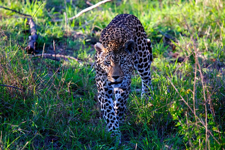 Tiger predators - Leopard