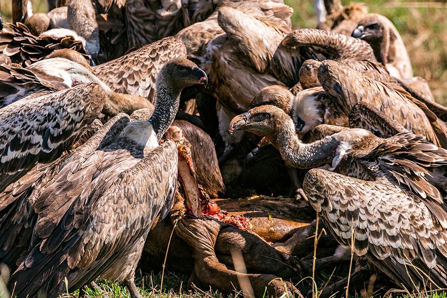 Vultures eating a carcass