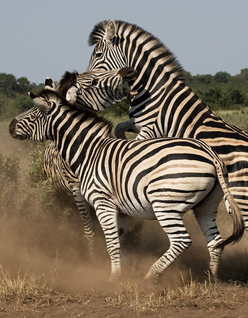 Zebras fighting