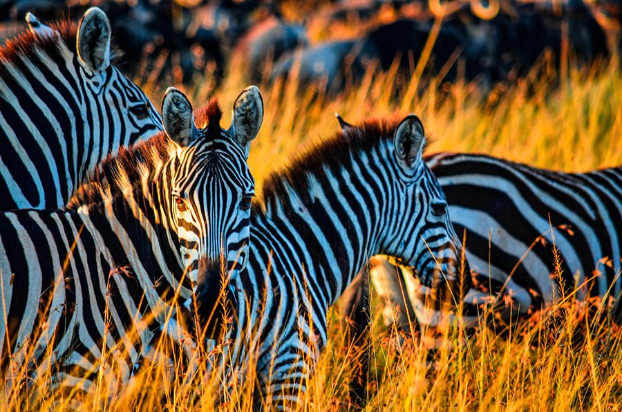Zebras in tall grass