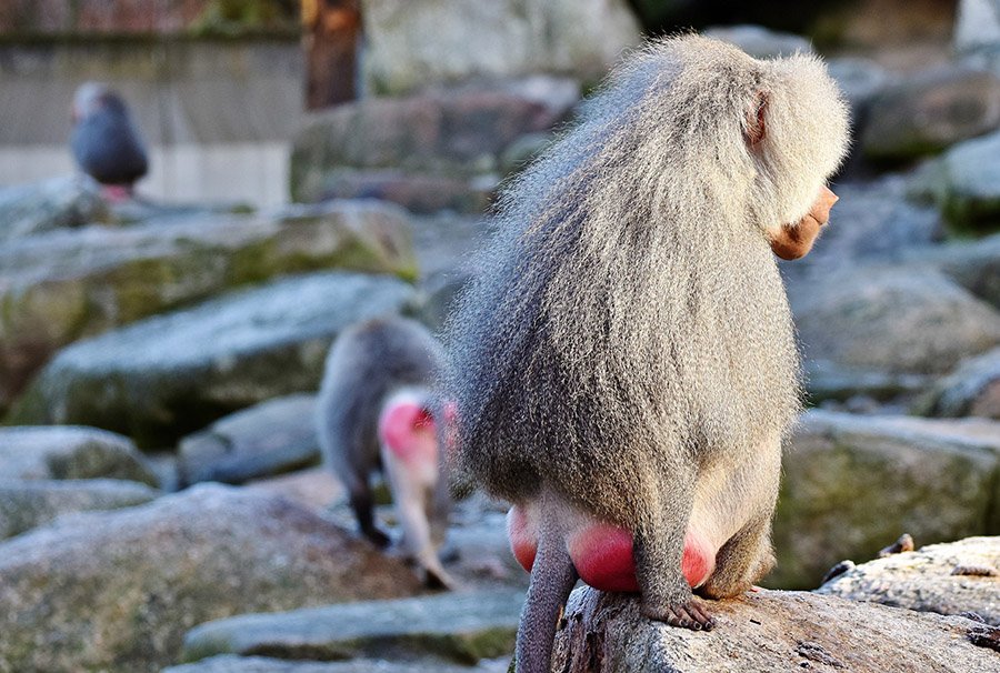 A baboon with red bottom