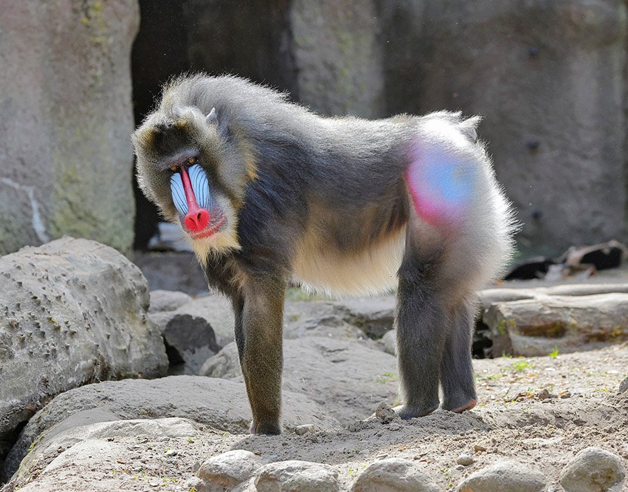 A mandrill showing butt