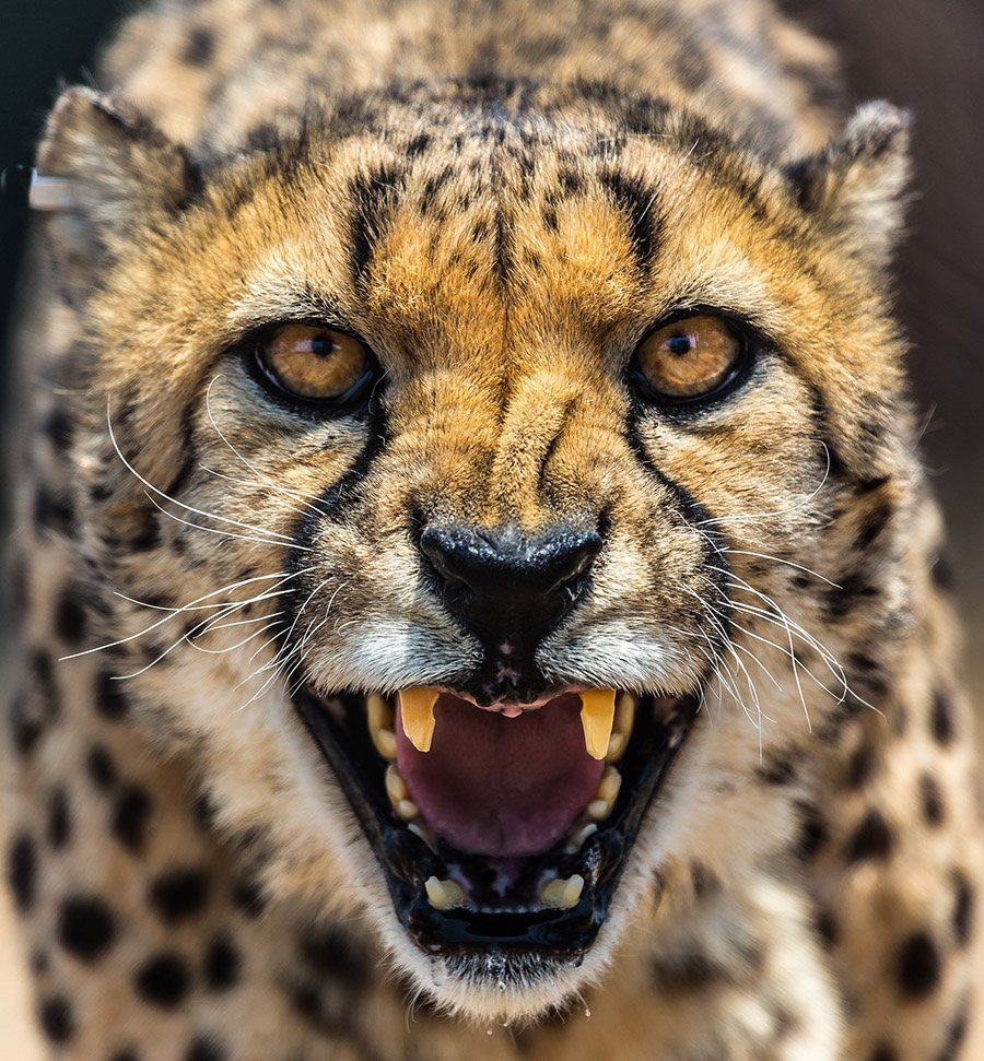 Aggressive cheetah