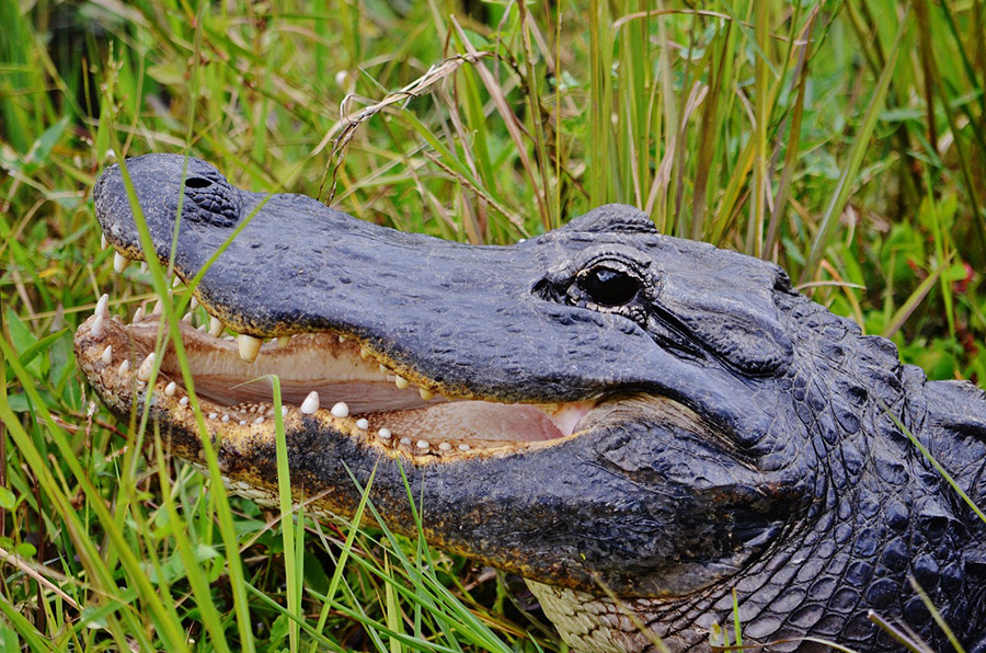 Alligator Everglades Florida