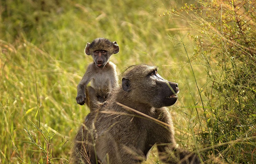 Baboon mother and baby 2