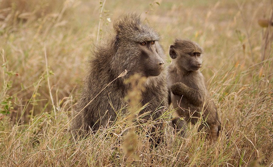 Baboon mother and baby