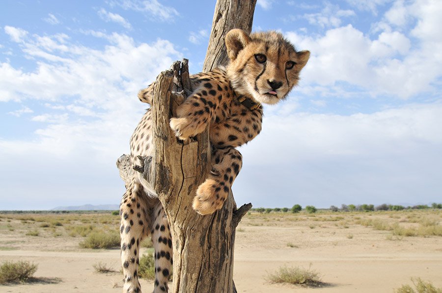 Baby cheetah climbing tree