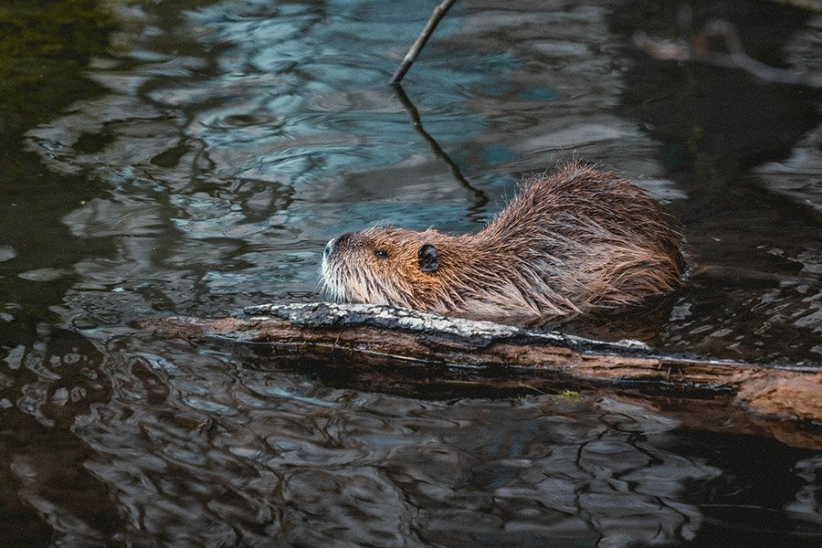 Beaver dangerous 2