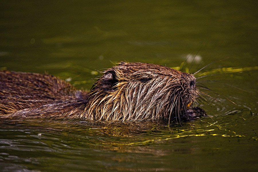 Beaver in water