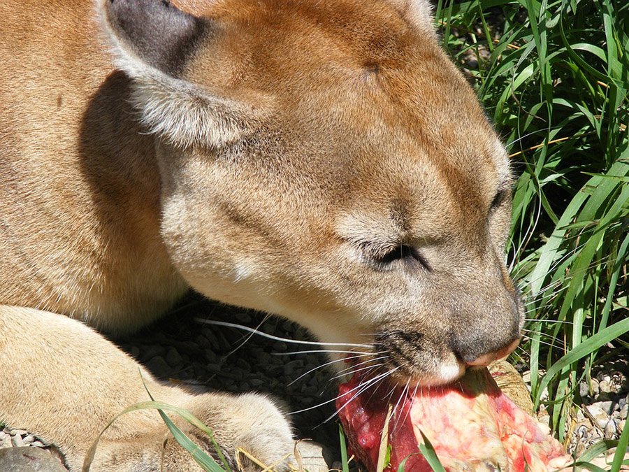 Cougar eating meat