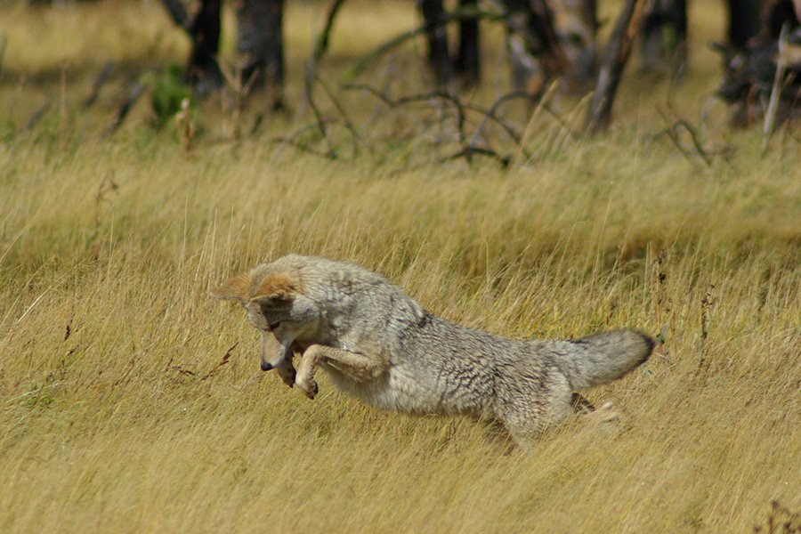 Coyote hunting