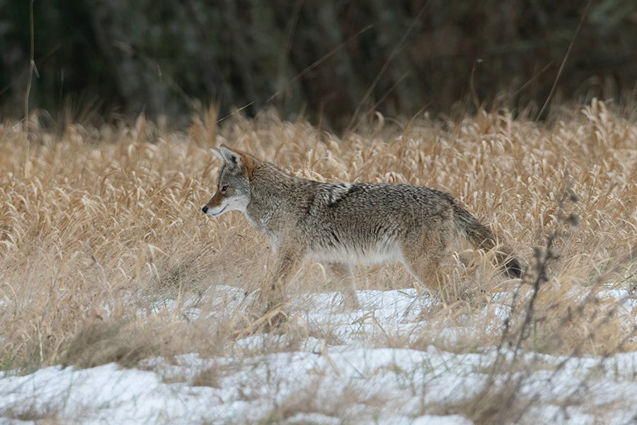 Coyote in grass