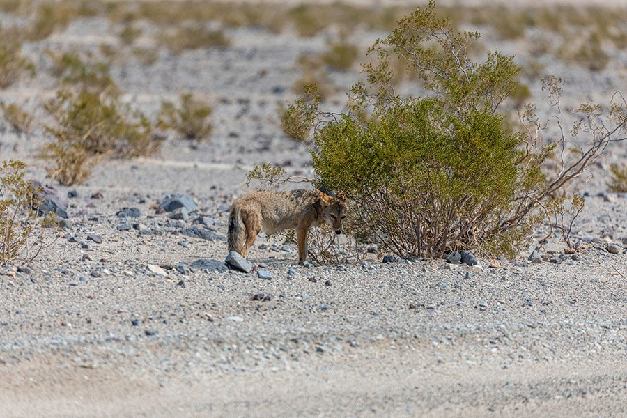 Coyote in the desert