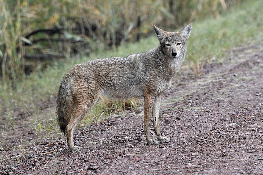Coyote on path