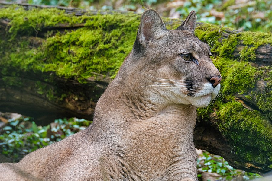 Coyote predators - Cougar
