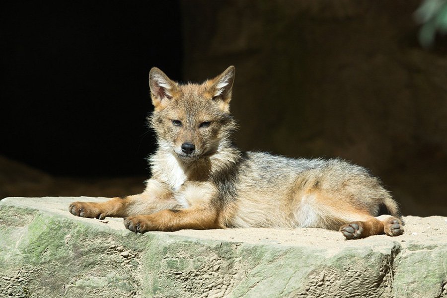 Coyote pup