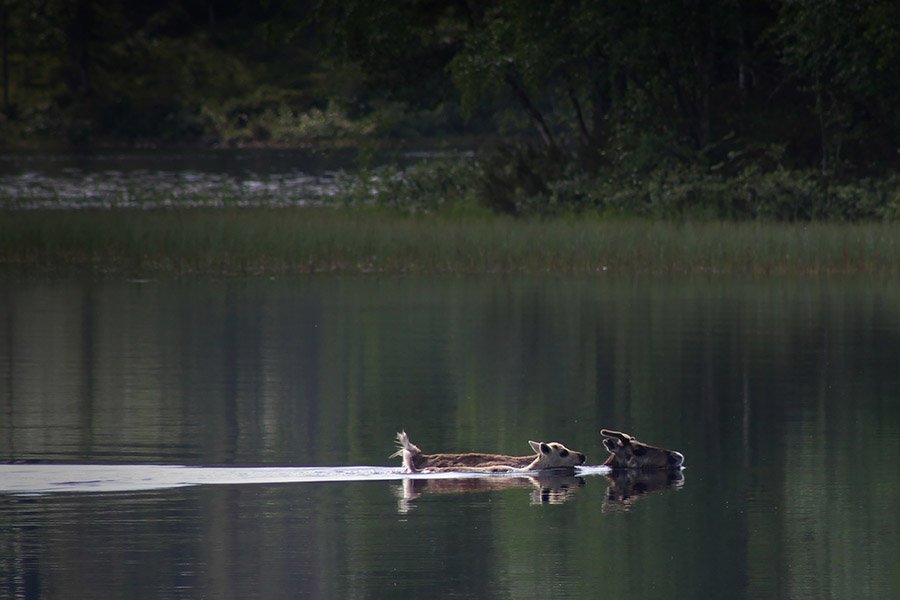 Deer and fawn crossing a lake