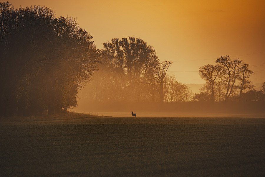 Deer at sunset
