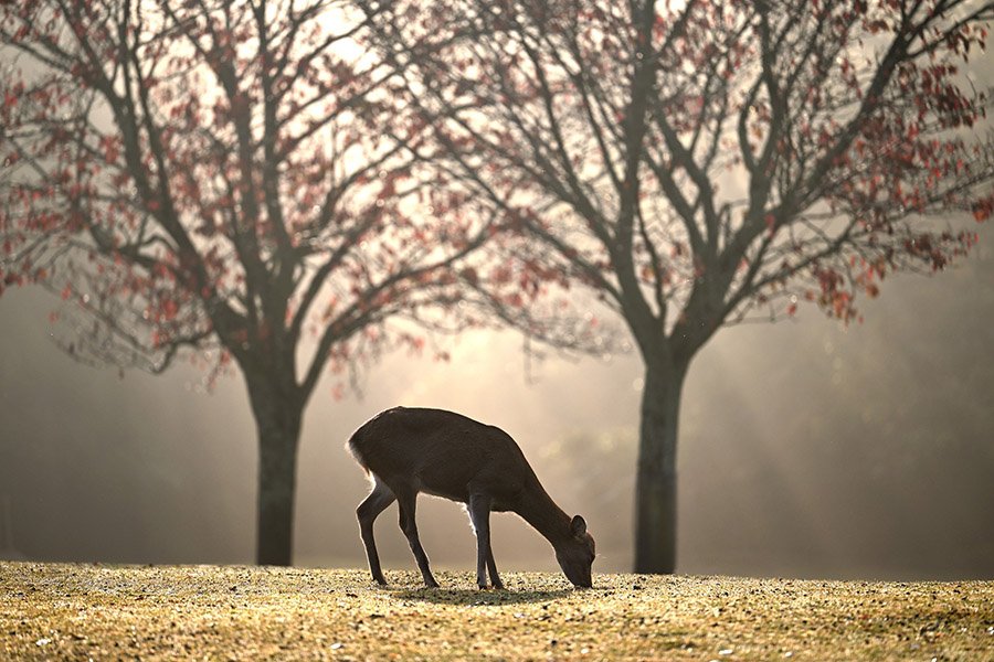 Deer grazing in the morning mist