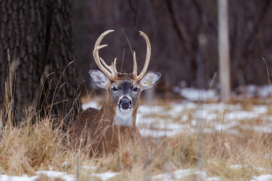 Deer in winter