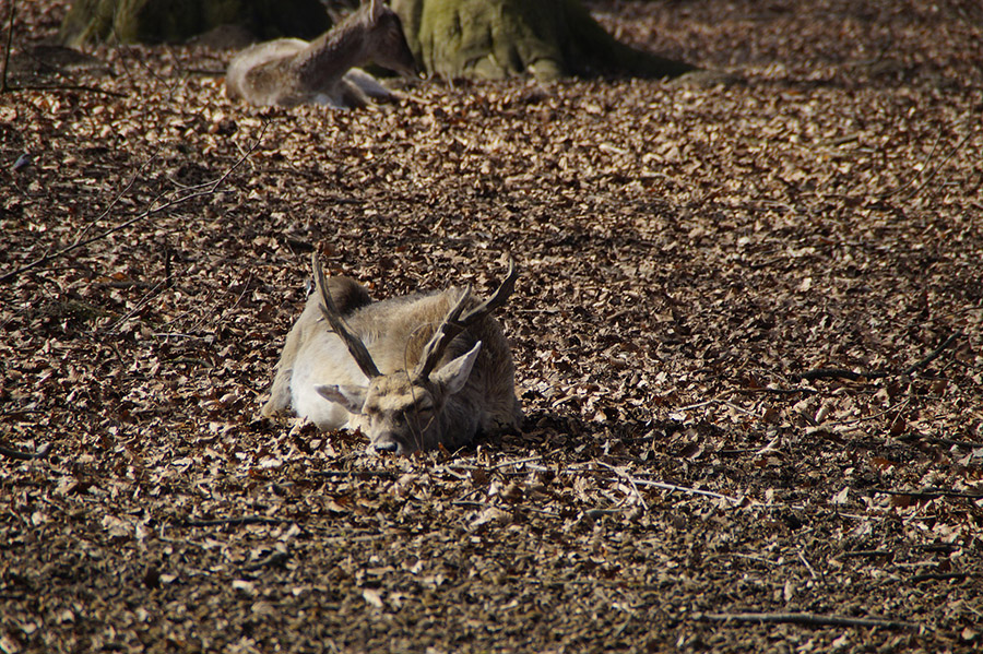 Deer sleeping in the forest