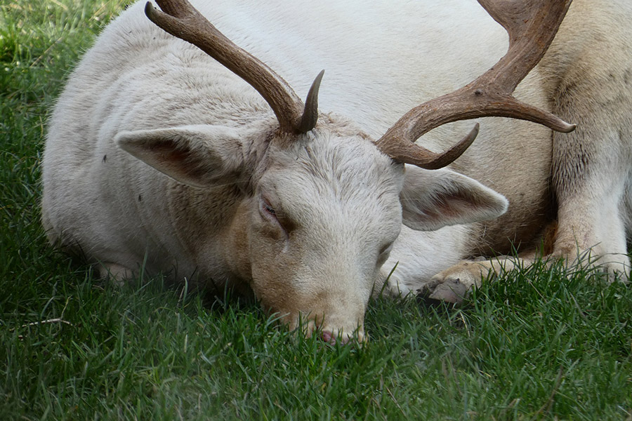 Deer sleeping on grass