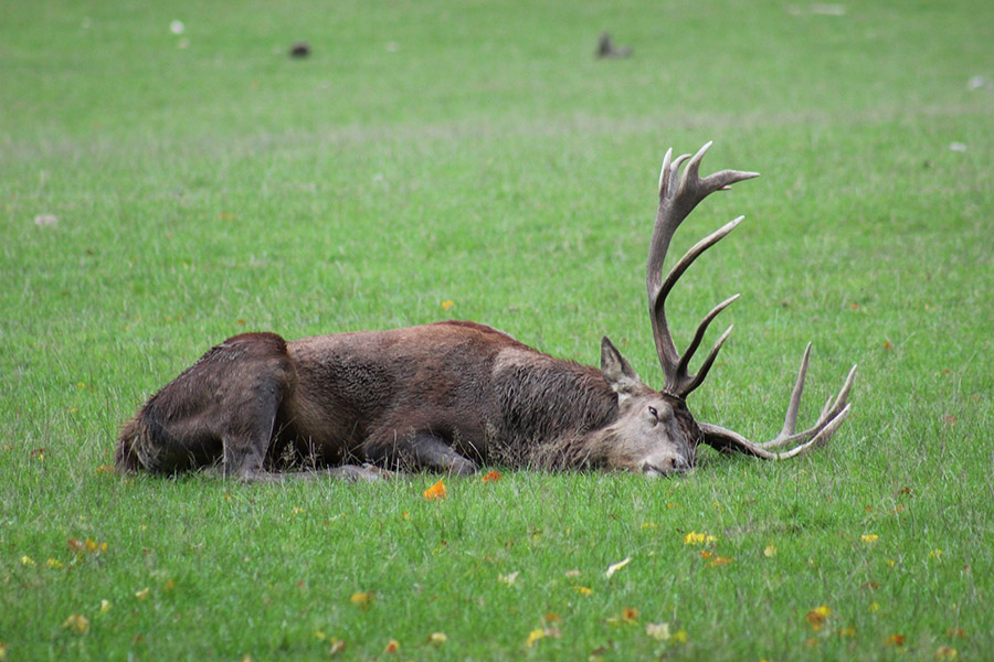 Deer sleeping on its side