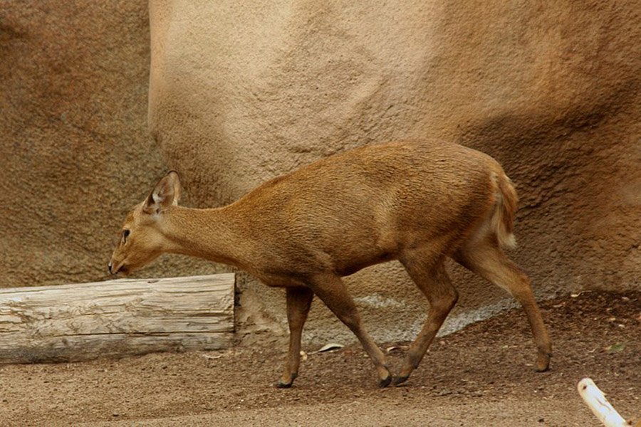 Endangered deer - Calamian deer