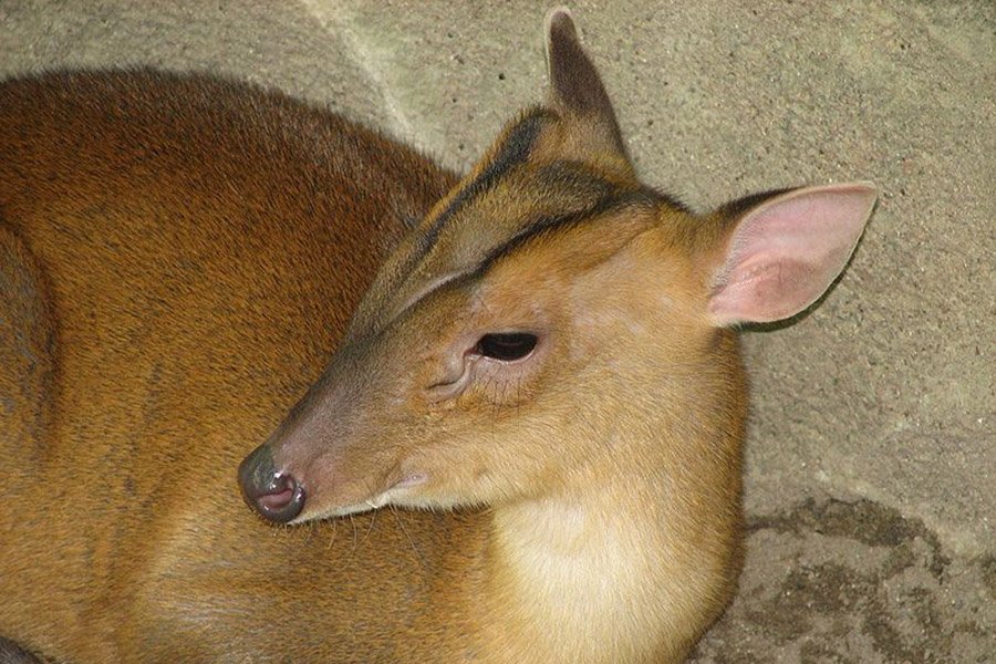 Endangered deer - Giant muntjac