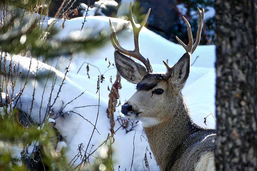 Endangered deer - Mule deer