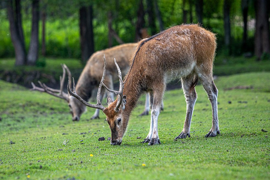 Endangered deer - Pere David's deer