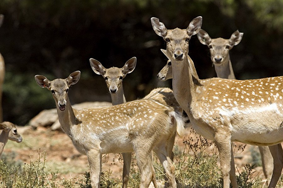 Endangered deer - Persian fallow deer
