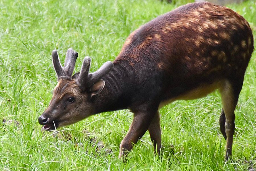 Endangered deer - Visayan Spotted deer