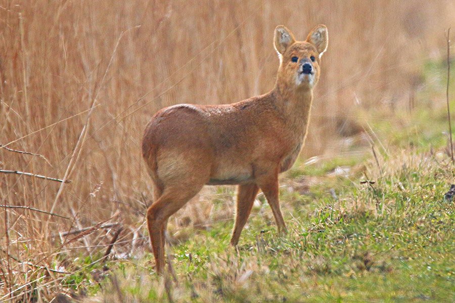 Endangered deer - Water deer