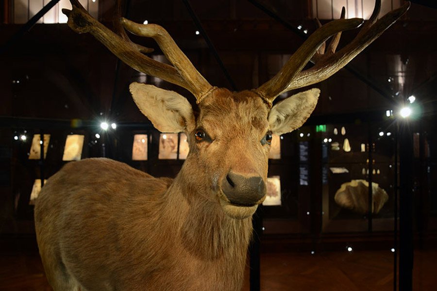 Extinct deer - Schomburgks Deer