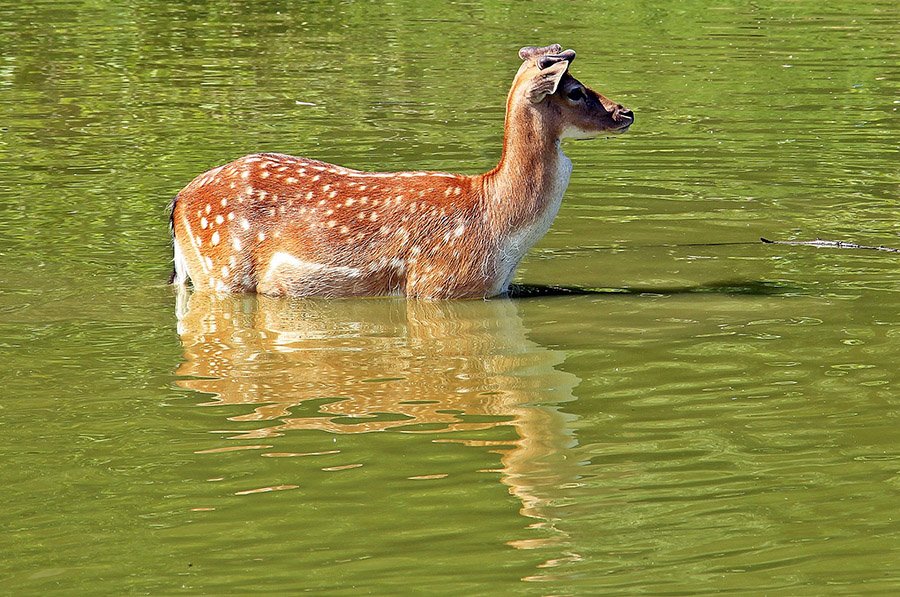 Fallow deer in water