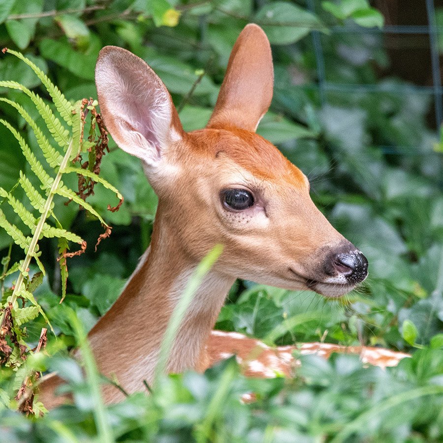 Hidden fawn