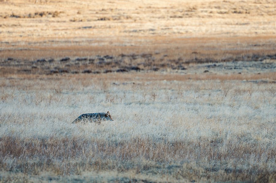 Hunting coyote
