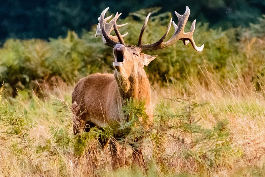 A red deer stag