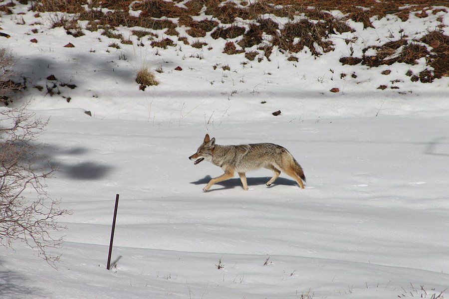 coyote in snow