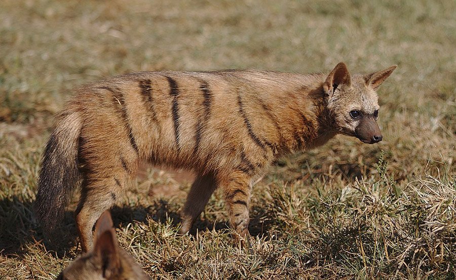 An aardwolf
