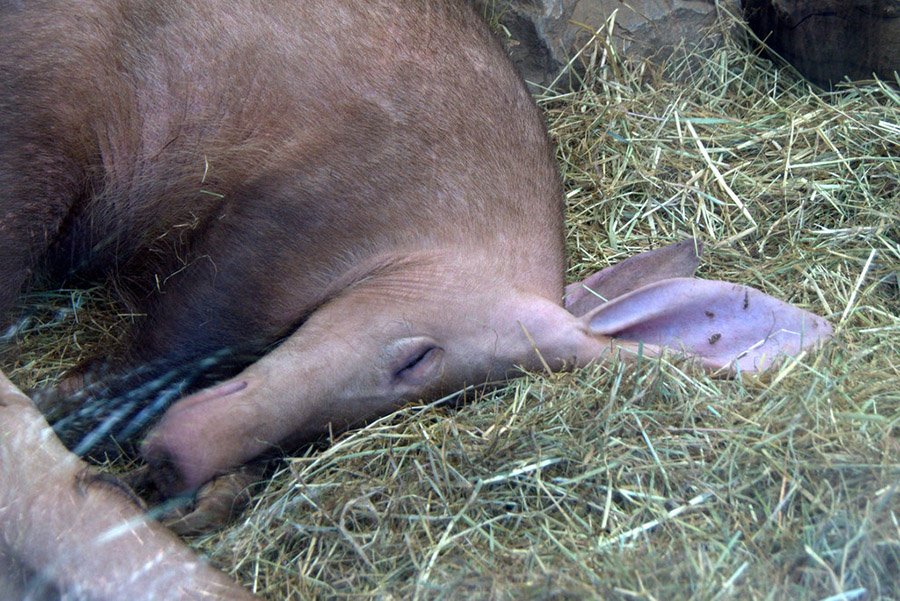 Aardvark Sleeping at Chester Zoo