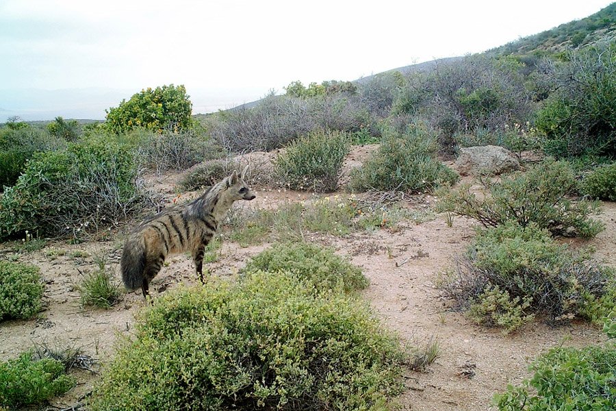 An Aardwolf in South Africa