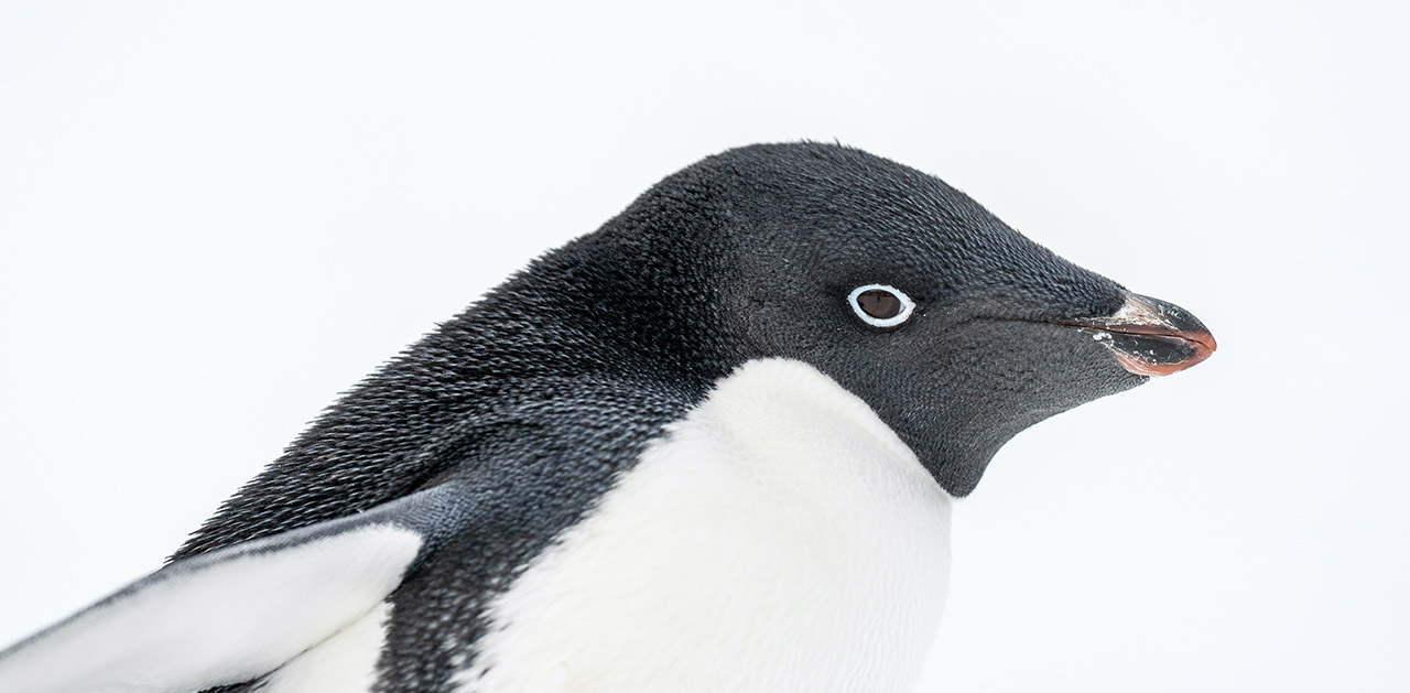 ad-lie-penguin-characteristics-diet-facts-more-fact-sheet