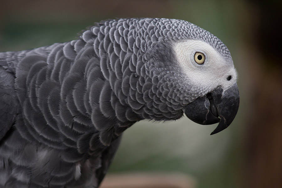 African Grey Parrot face